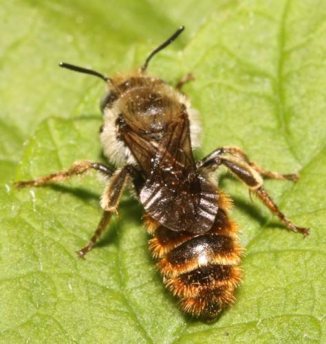Osmia rufohirta